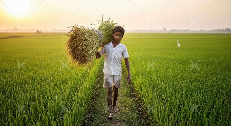 Indian little boy working at green agriculture field